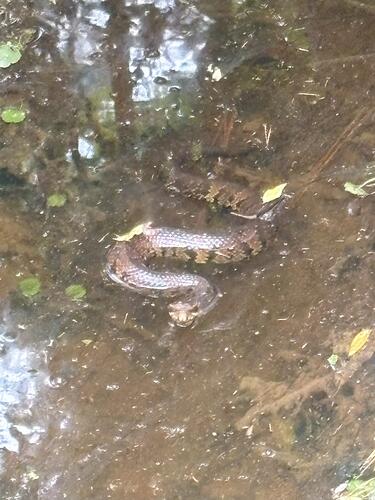 cottonmouth