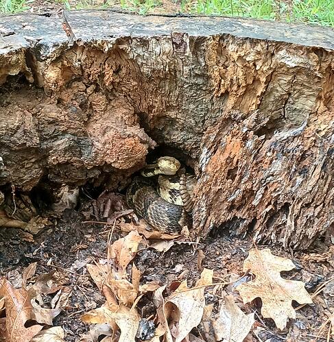 Timber Rat
