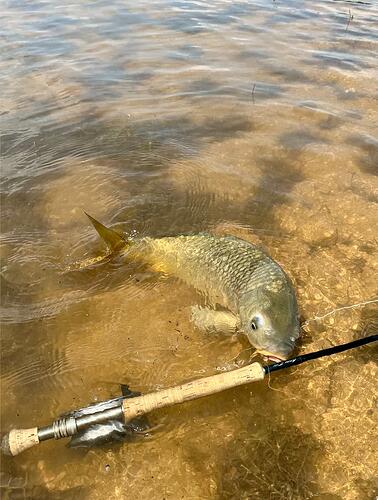 cg carp 2