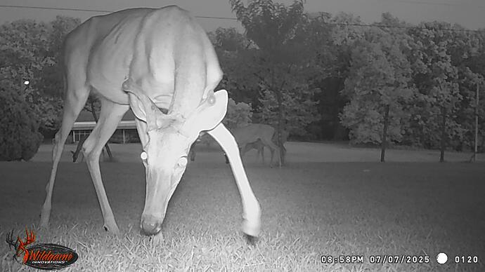 buck