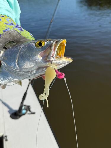healthy trout