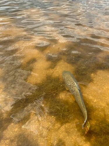cg carp3