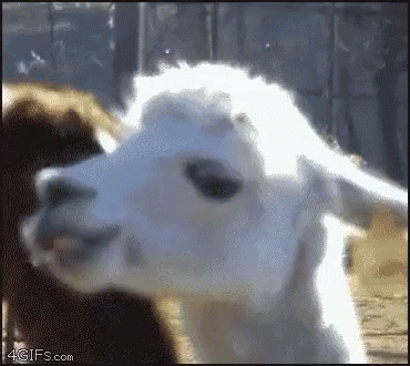 llama mirada