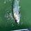 Tarponhead